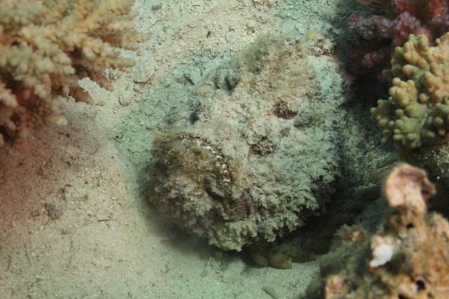 Synanceia nana